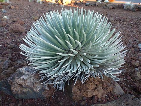 Silversword Plant On Haleakala Photograph by Guillaume Peribere