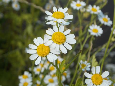 Asteraceae (Compositae) - BRITISH NATURE GUIDE