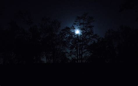 nature, Trees, Dark, Night, Forest, Moon Wallpapers HD / Desktop and ...