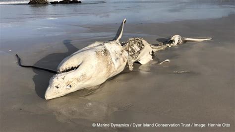 This Story About Killer Whales Eating Great White Sharks Is Basically a Horror Movie Now