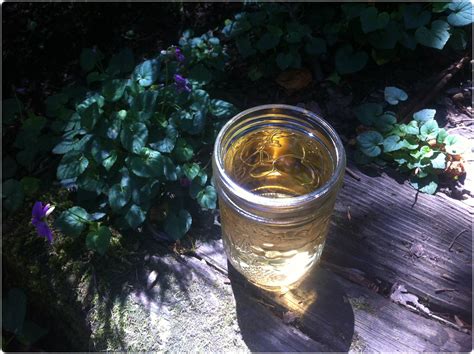 How to Make Stinging Nettle Tea – Wolf Camp & School of Natural Science ...