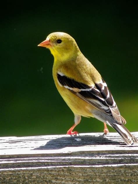 Female American Goldfinch | Birds I Have Seen | Pinterest