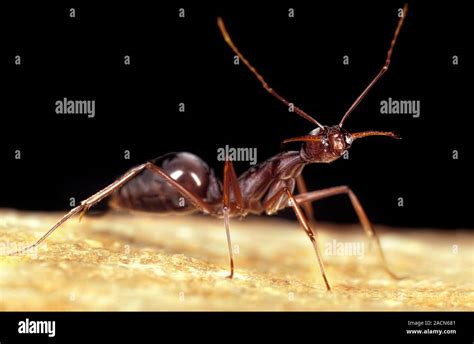 Trap-jaw ant. Close-up of a trap-jaw ant (Odontomachus bauri), showing ...