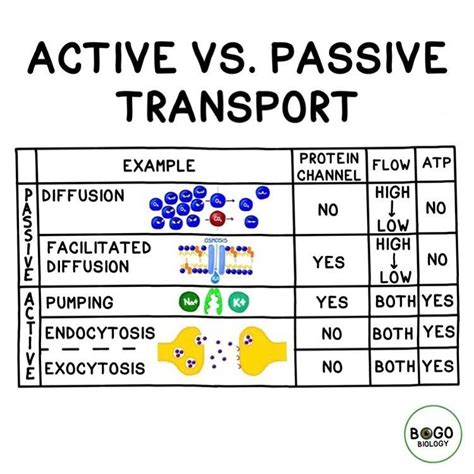 Active vs. Passive Transport! When transport does not require energy, it’s “passive transport ...