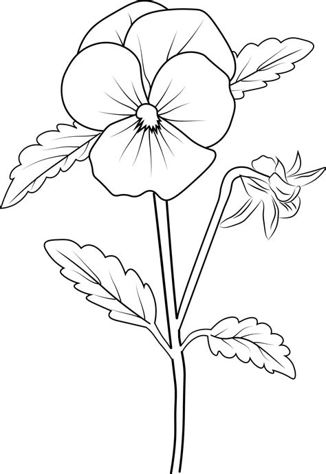 Pansy flower easy drawing, pansy flower drawing easy for kids. simple pansy flower drawing ...