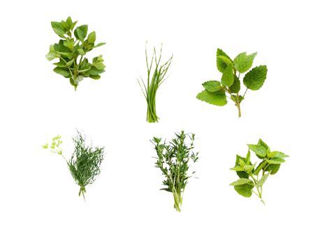 Herbs Transparent Image | PNG Arts