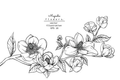magnolia flower drawing png