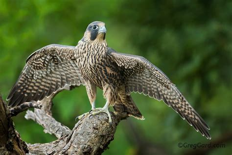 Juvenile Peregrine Falcon | Juvenile Peregrine Falcon - Falc… | Flickr