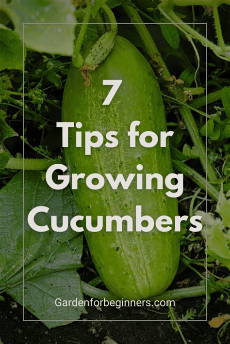 7 Tips for Growing Cucumbers: Expert Advice for a Bountiful Harvest - Garden for Beginners