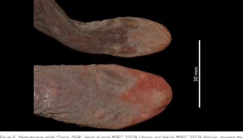 Figure 9 from Discovery of the largest lungless tetrapod, Atretochoana eiselti (Taylor, 1968 ...