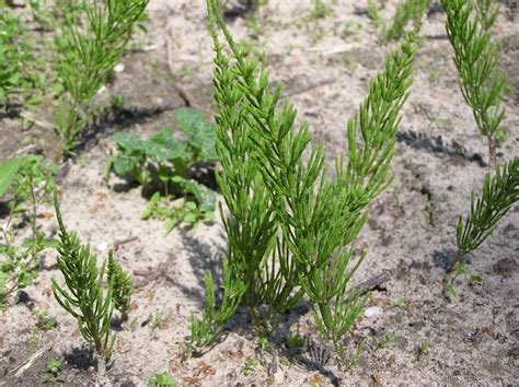 Equisetum arvense L. | Plants of the World Online | Kew Science