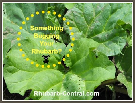 Rhubarb Pests - Rhubarb Plant Garden Pests and Control/ Problems/What to Do