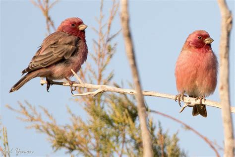 Gad Yaron - Birds Photography - Birds in Israel