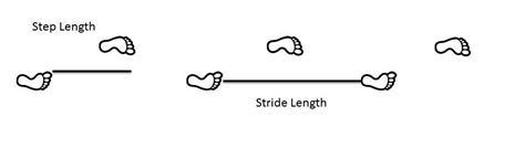 Stride Length Calculator - How to measure stride length?🥇