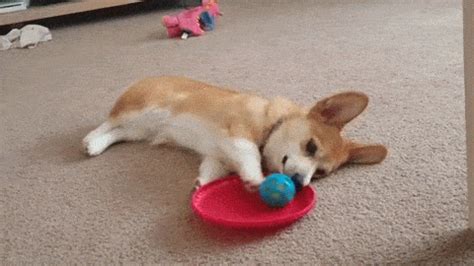 Dogs GIF - Find & Share on GIPHY