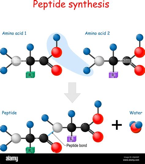 Peptide Bond Synthesis