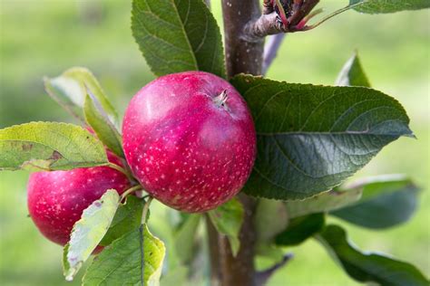 Best Apple Varieties to Grow - BBC Gardeners World Magazine