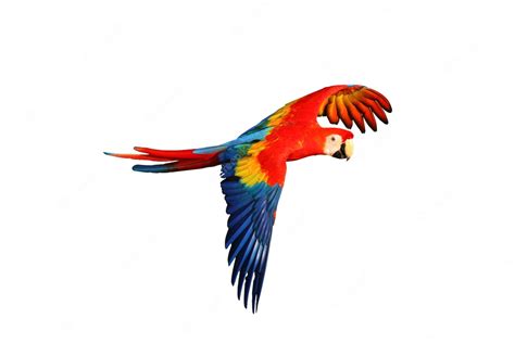 Premium Photo | Colorful macaw parrot flying isolated on white.