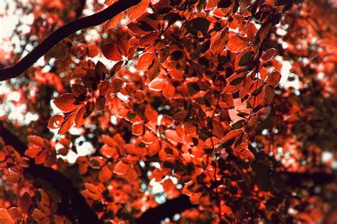 Forest Autumn Trees Foliage Free Stock Photo - Public Domain Pictures