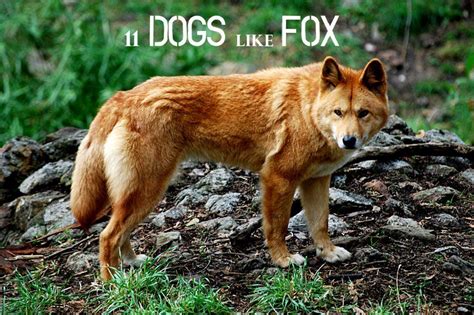 Many people would love to have a pet fox, but foxes are not ...