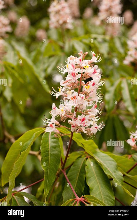 Sweet chestnut tree and blossom hi-res stock photography and images - Alamy