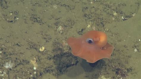 New adorable octopus species discovered - ABC13 Houston