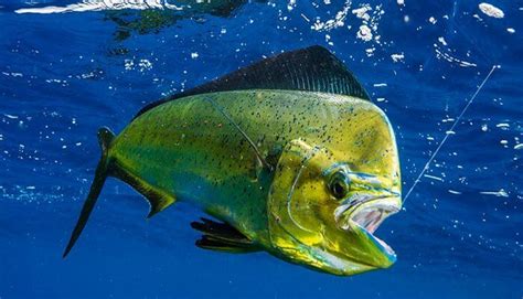 Pez dorado de mar : 2 variedades inigualables de los profundos mares