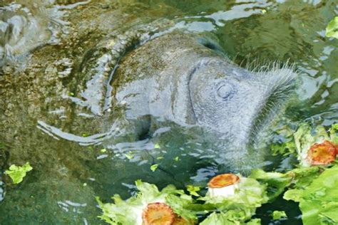 30+ Manatee Feeding Stock Photos, Pictures & Royalty-Free Images - iStock