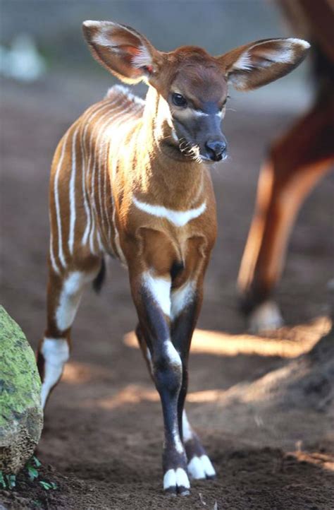 Eastern Bongo calf at two weeks old. Eastern (or Highlands) Bongos are ...