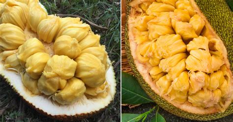 Cempedak Vs Jackfruit: What The Heck Is The Difference? | Fly FM