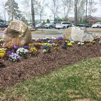 Pansies in Arkansas planted by Navigator | Plants, Outdoor decor, Pansies