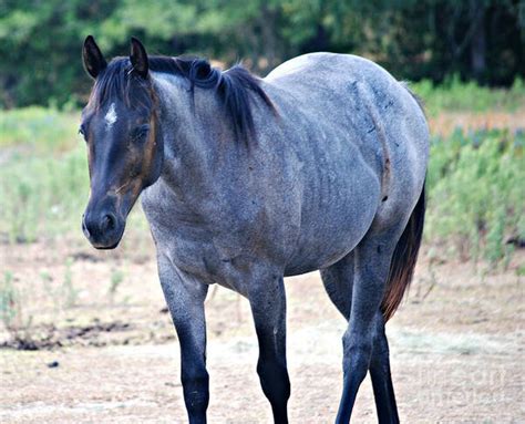 Blue Roan Quarter Horse Art Print by Melissa Ahlers