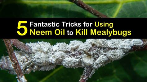 Control Mealybugs with Neem Oil - Tips to Get Rid of Mealybugs