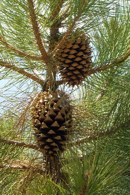 Coulter Pine | Scientific Name: Pinus coulteri D. Don Common… | Flickr