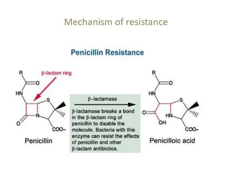 beta lactamases