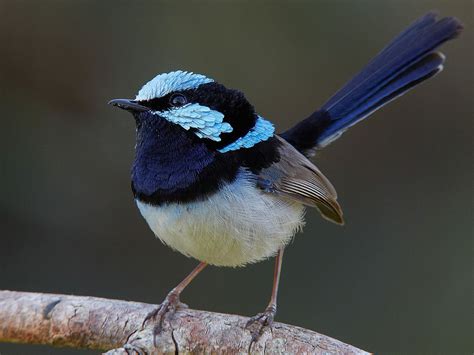 Superb Fairy Wren Bird in Nature