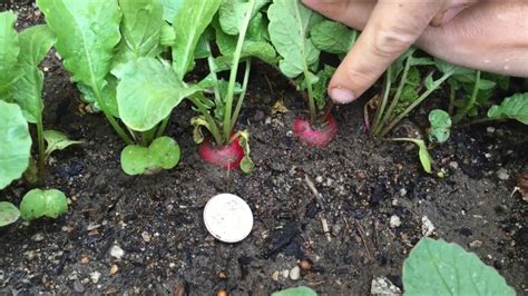 Harvesting Radishes - YouTube