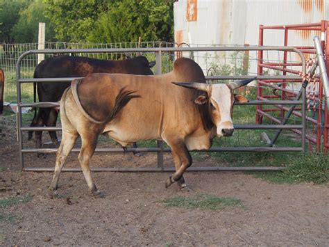 National Western Stock Show displays miniature cattle