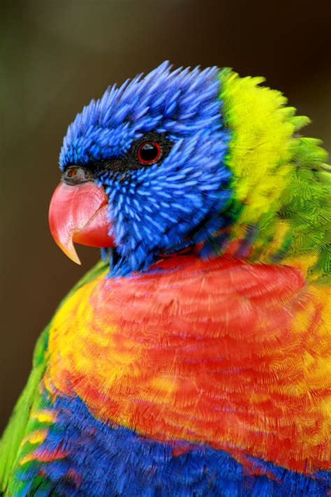 File:Rainbow Lorikeet MacMasters.jpg