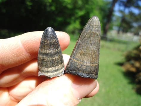 Two Super Colorful Alligator Teeth | Recently Sold | FOSSILS ...