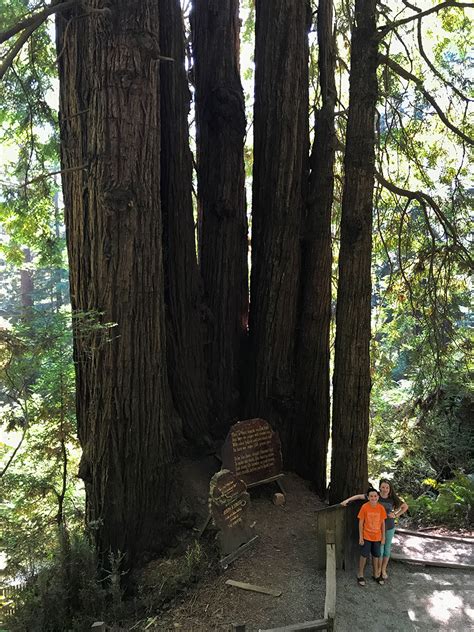 Trees of Mystery In Klamath (With Paul Bunyan And Babe The Blue Ox)