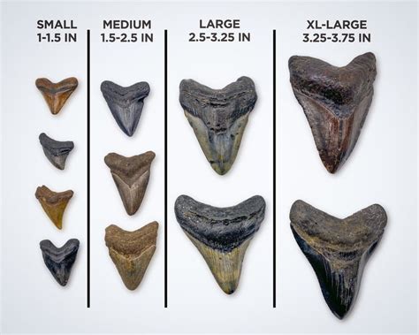 Megalodon Tooth Chart