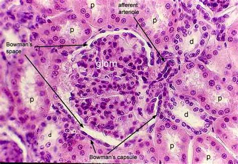 Histology at SIU, renal corpuscle