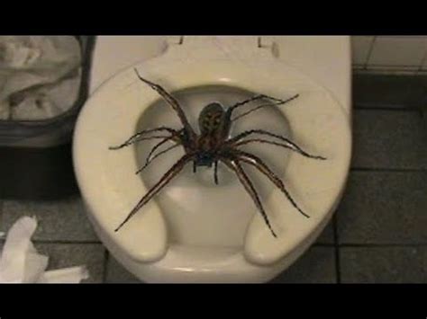 WHITE-TAIL SPIDER!!! [NEW ZEALAND] - YouTube