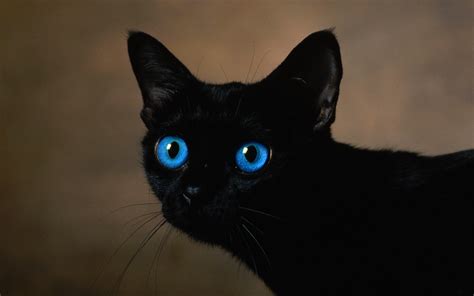 🔥 [40+] Black Cat Eyes Wallpapers | WallpaperSafari