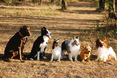 Understanding the Rat Terrier Border Collie Mix Breed – Dog Ranko