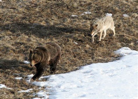 Grizzly Bear and Wolf | Leopold wolf following grizzly bear;… | Flickr