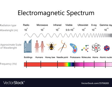 Electromagnetic spectrum diagram Royalty Free Vector Image