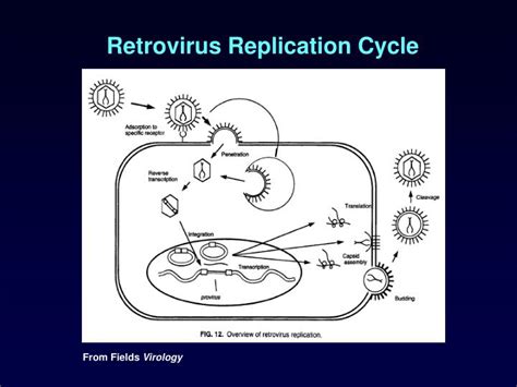 PPT - Viral Replication PowerPoint Presentation - ID:5716321