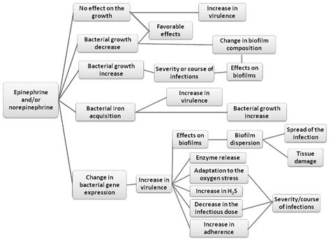 Figure 1 from Stress hormone epinephrine (adrenaline) and norepinephrine (noradrenaline) effects ...